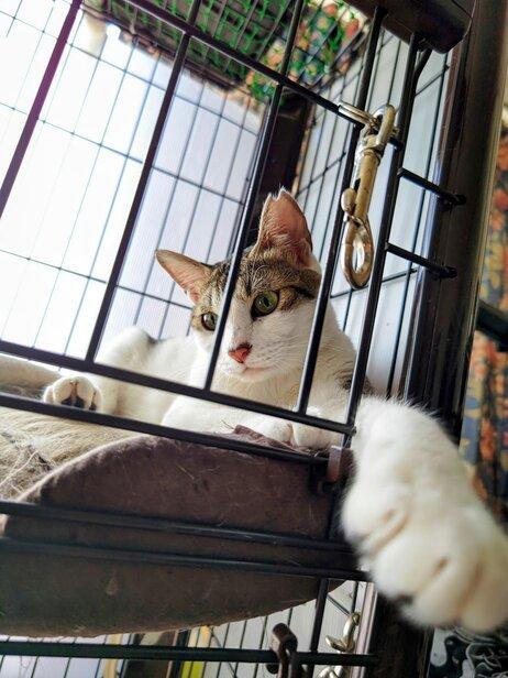 保護猫の様子2
