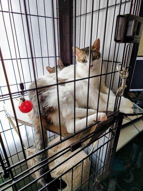 保護猫の様子3