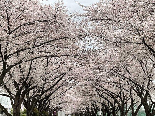 桜